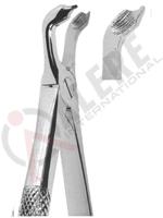 Extracting Forceps English pattern 